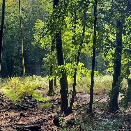 Relaxing Holiday In Willersdorf In The Forest