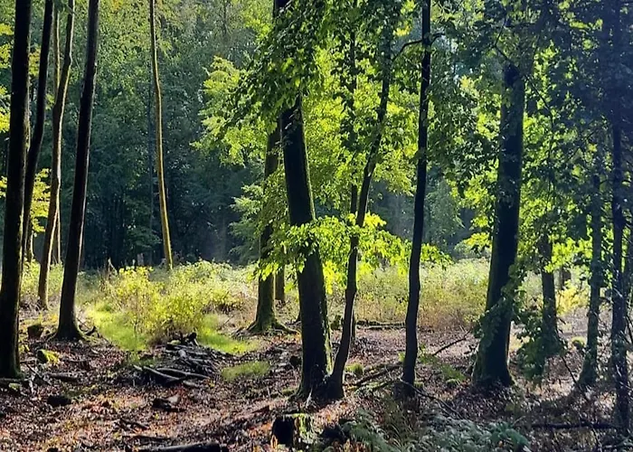 Relaxing Holiday In Willersdorf In The Forest