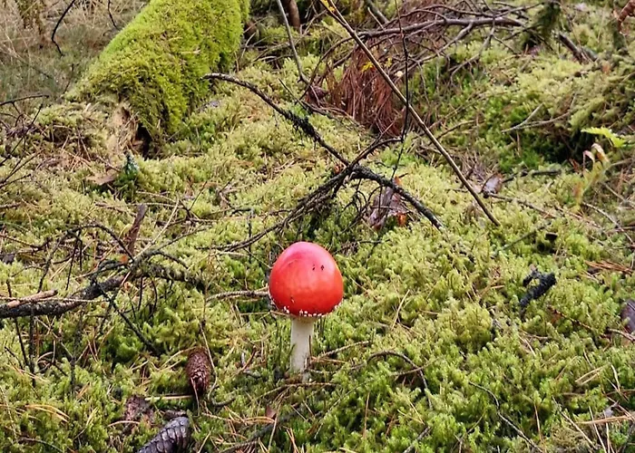 Relaxing Holiday In Willersdorf In The Forest Prázdninový dům *